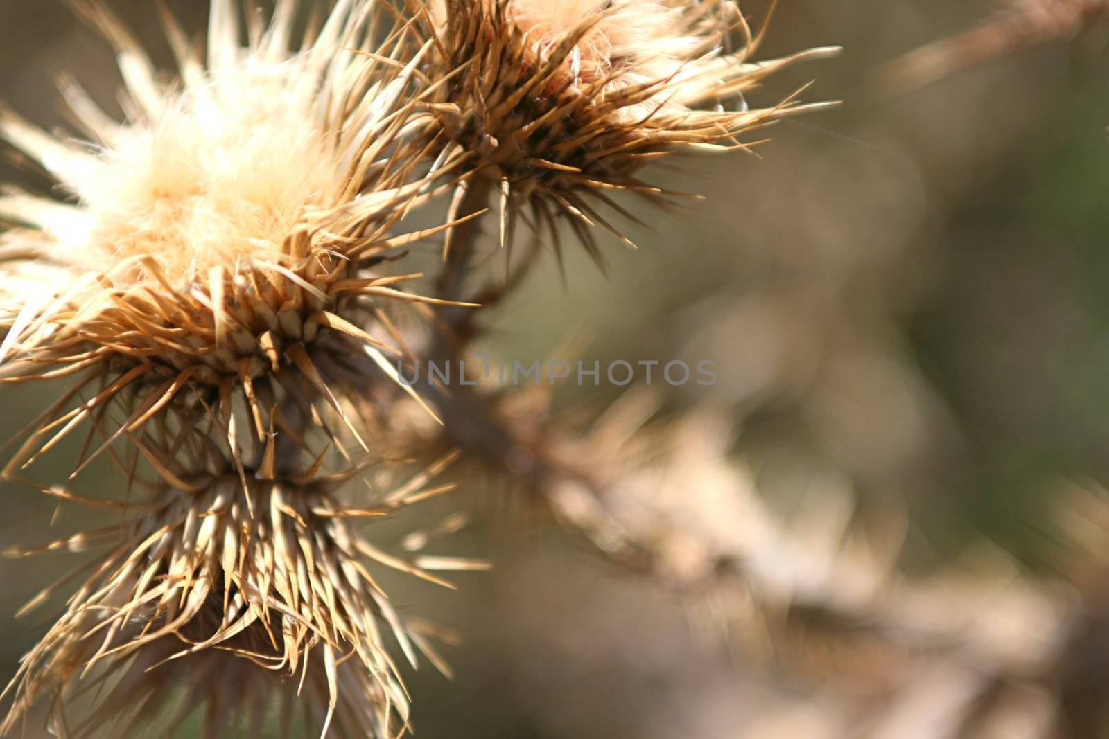 Macro dry weeds in the meadow