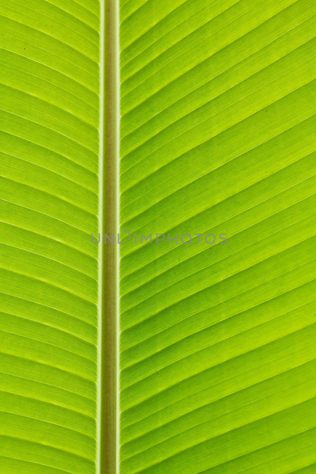 Fresh green banana leaf by lavoview