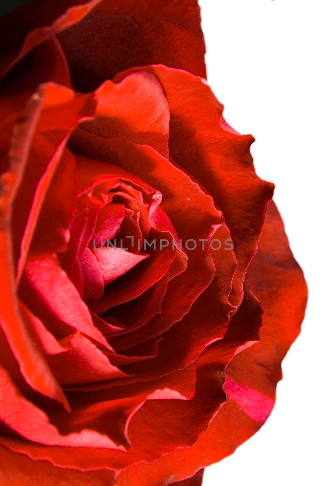 Red rose by Vladimir