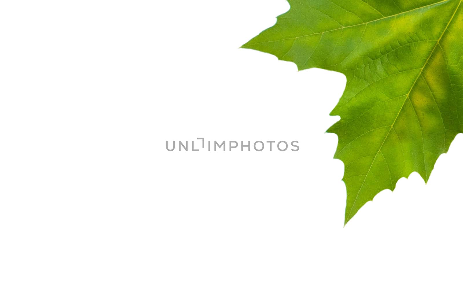 Beautiful green leaves in spring isolated on white by juweber