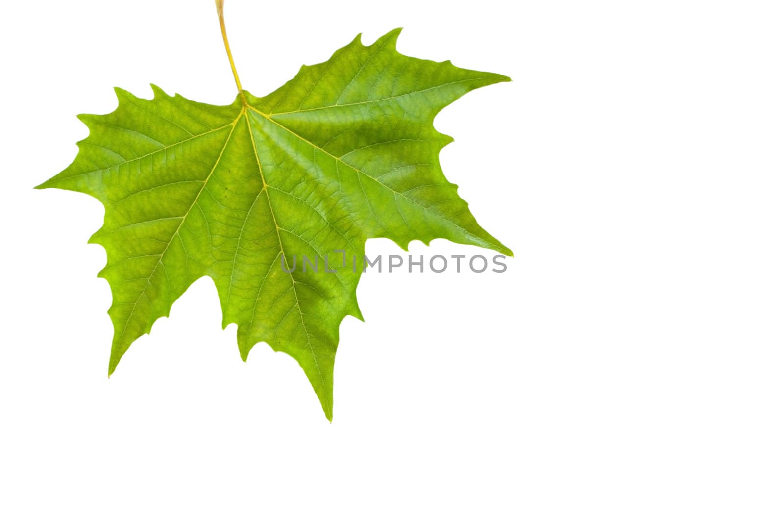 Beautiful green leaves in spring isolated on white by juweber