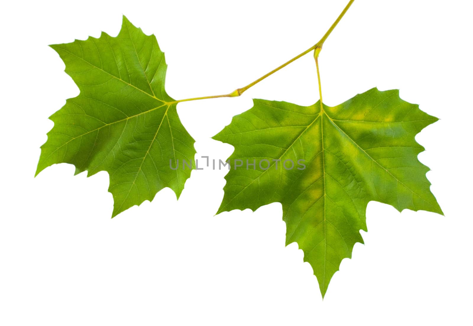 Beautiful green leaves in spring isolated on white by juweber