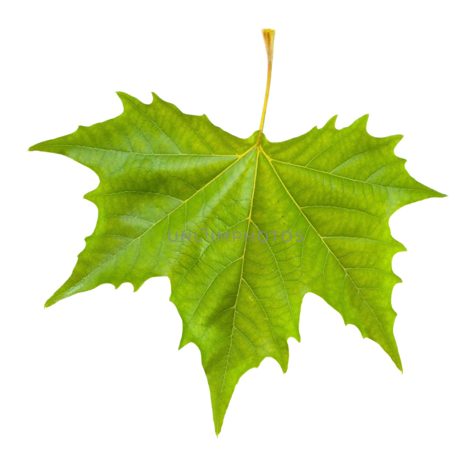 Beautiful green leaves in spring isolated on white