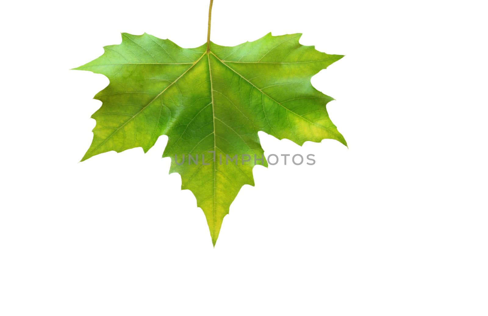 Beautiful green leaves in spring isolated on white