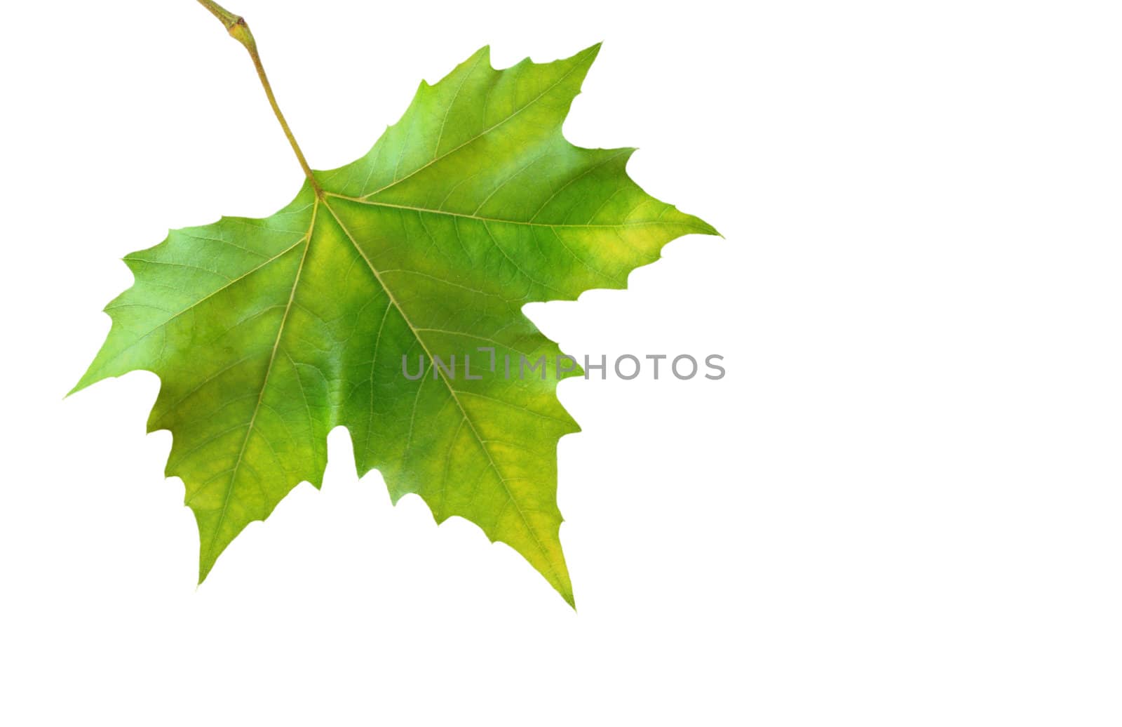 Beautiful green leaves in spring isolated on white