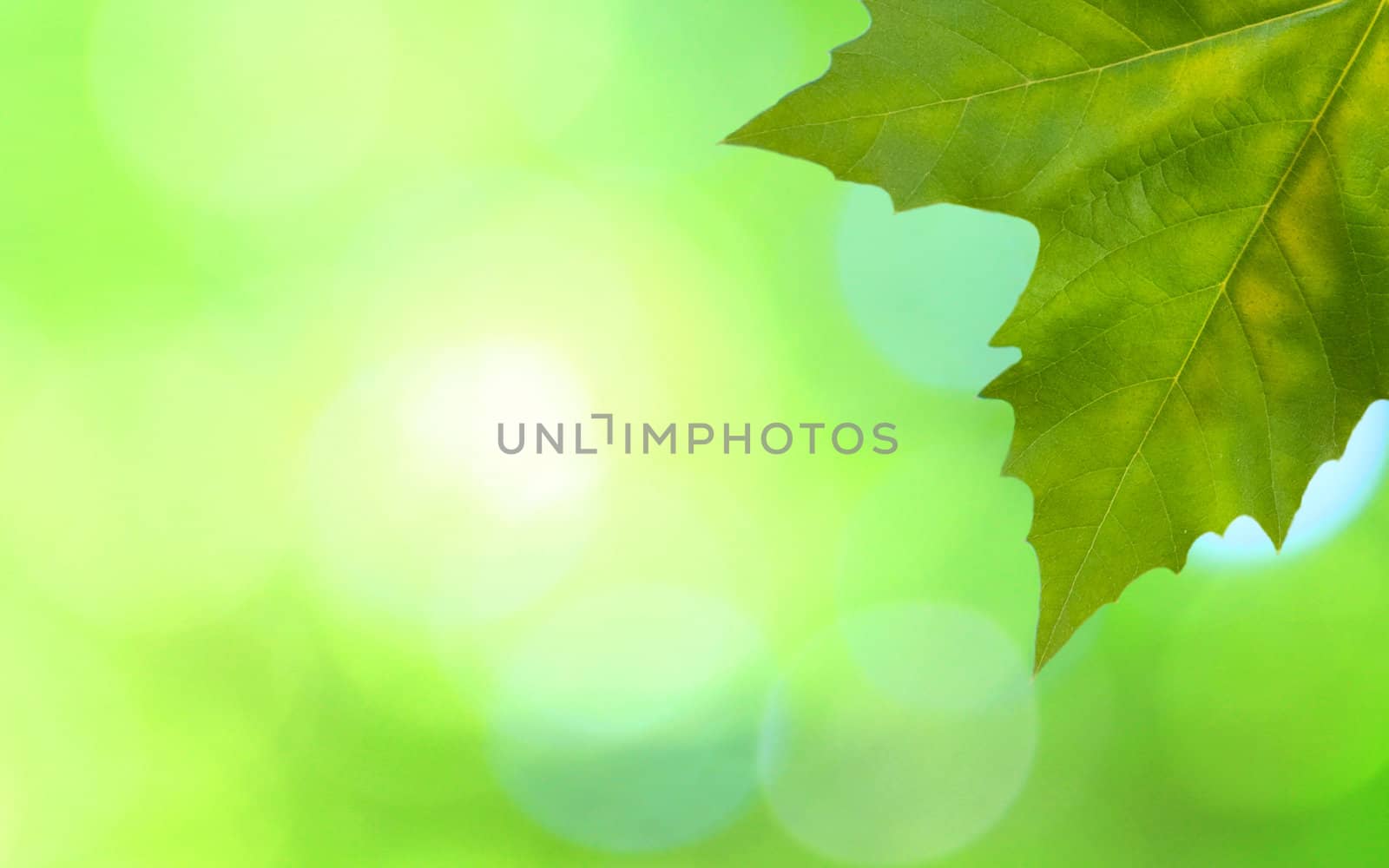 Beautiful green leaves with green background in spring by juweber