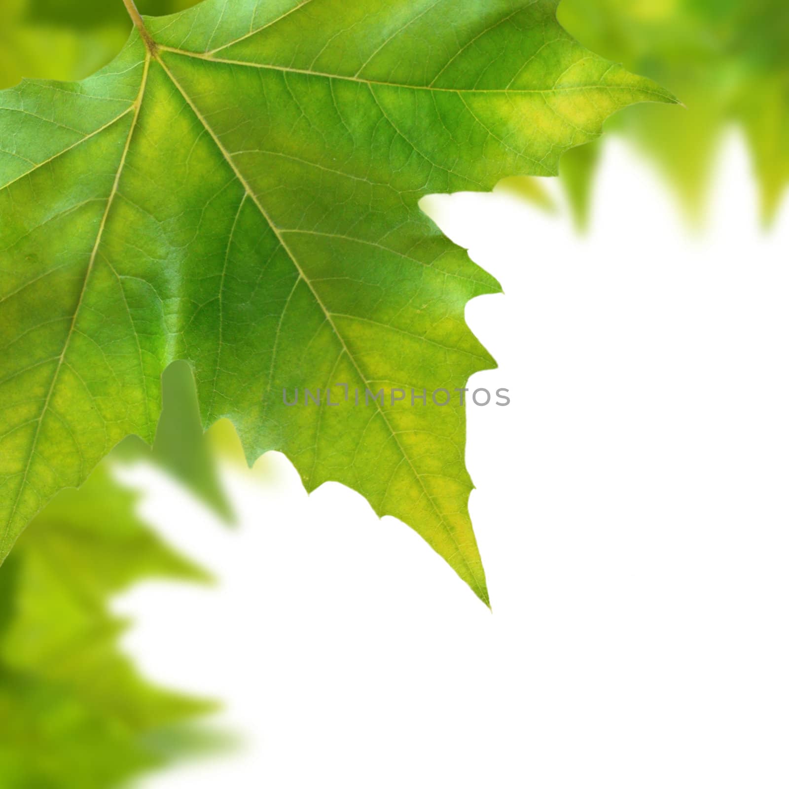 Beautiful green leaves in spring isolated on white by juweber