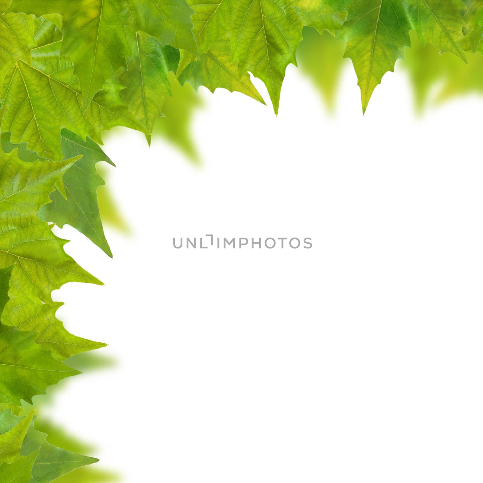 Beautiful green leaves in spring isolated on white by juweber