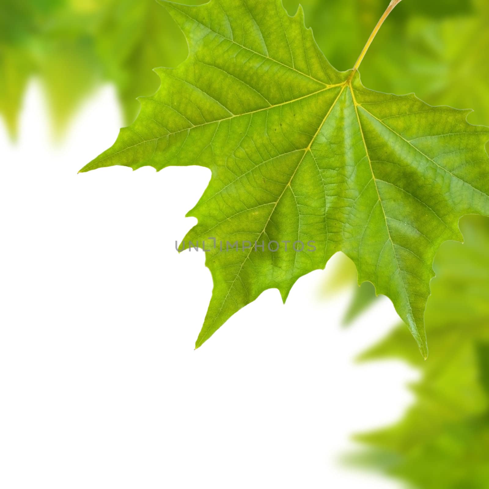 Beautiful green leaves in spring isolated on white by juweber