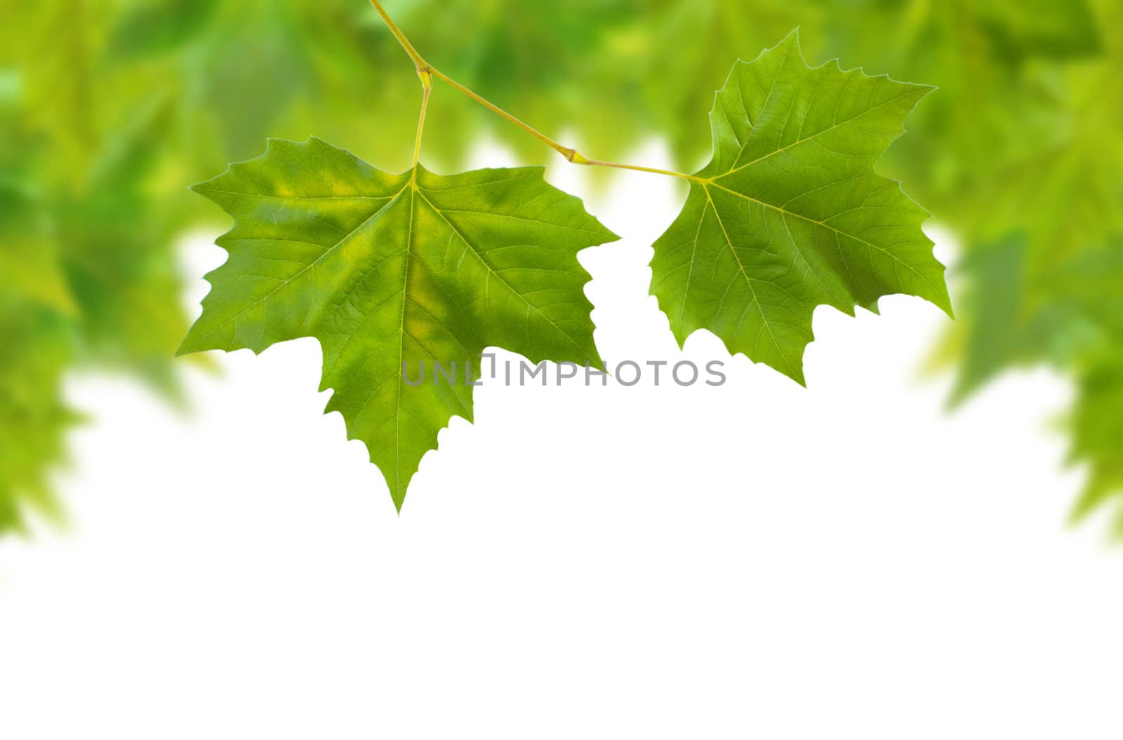 Beautiful green leaves in spring isolated on white