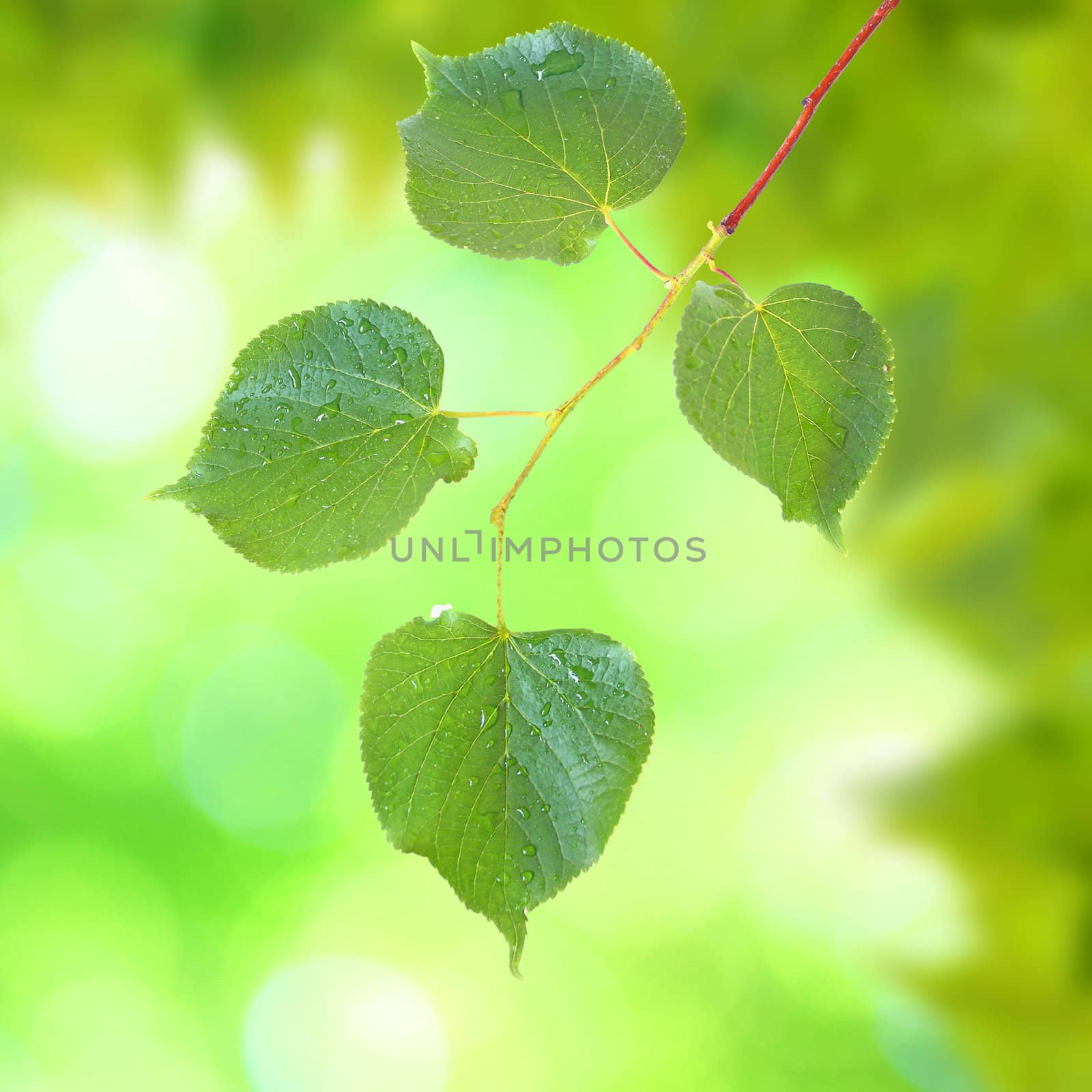 Beautiful green leaves with green background in spring by juweber