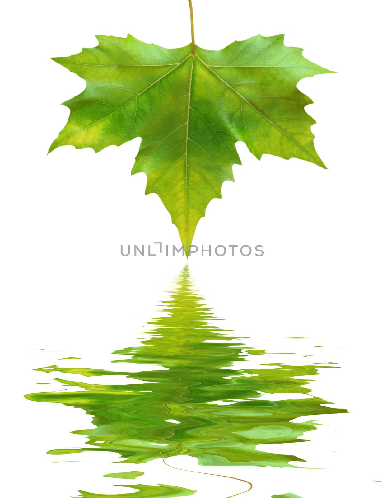 Beautiful green leaves in spring isolated on white