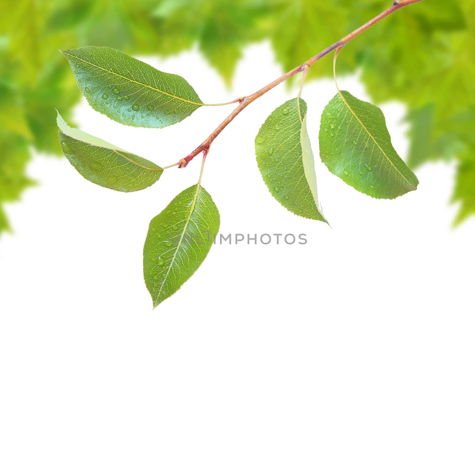 Beautiful green leaves in spring isolated on white