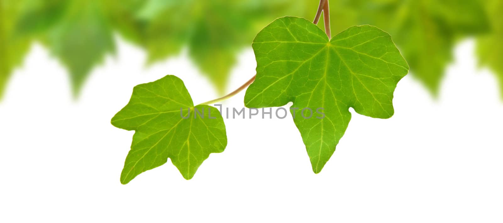 Beautiful green leaves in spring isolated on white