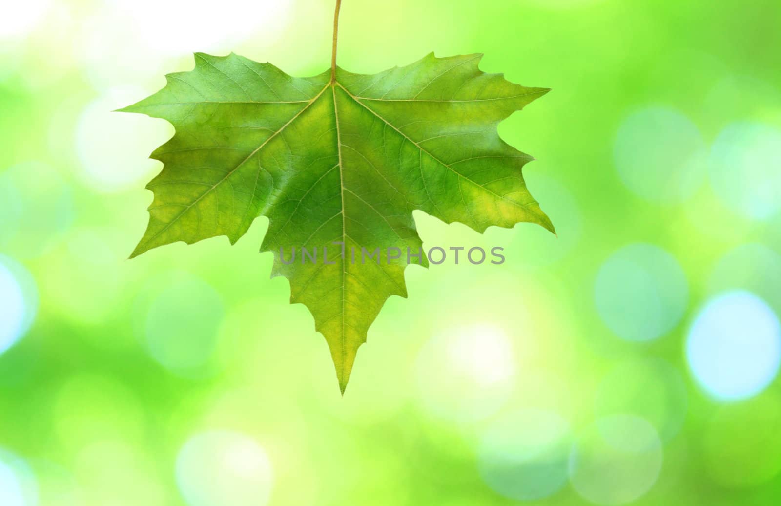 Beautiful green leaves with green background in spring by juweber