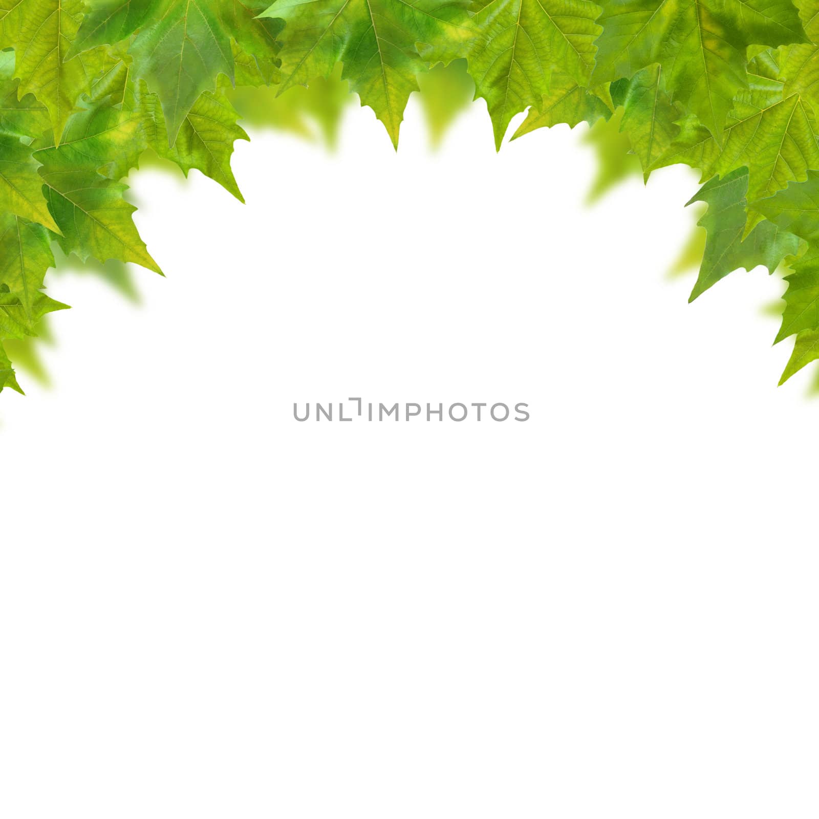 Beautiful green leaves in spring isolated on white by juweber