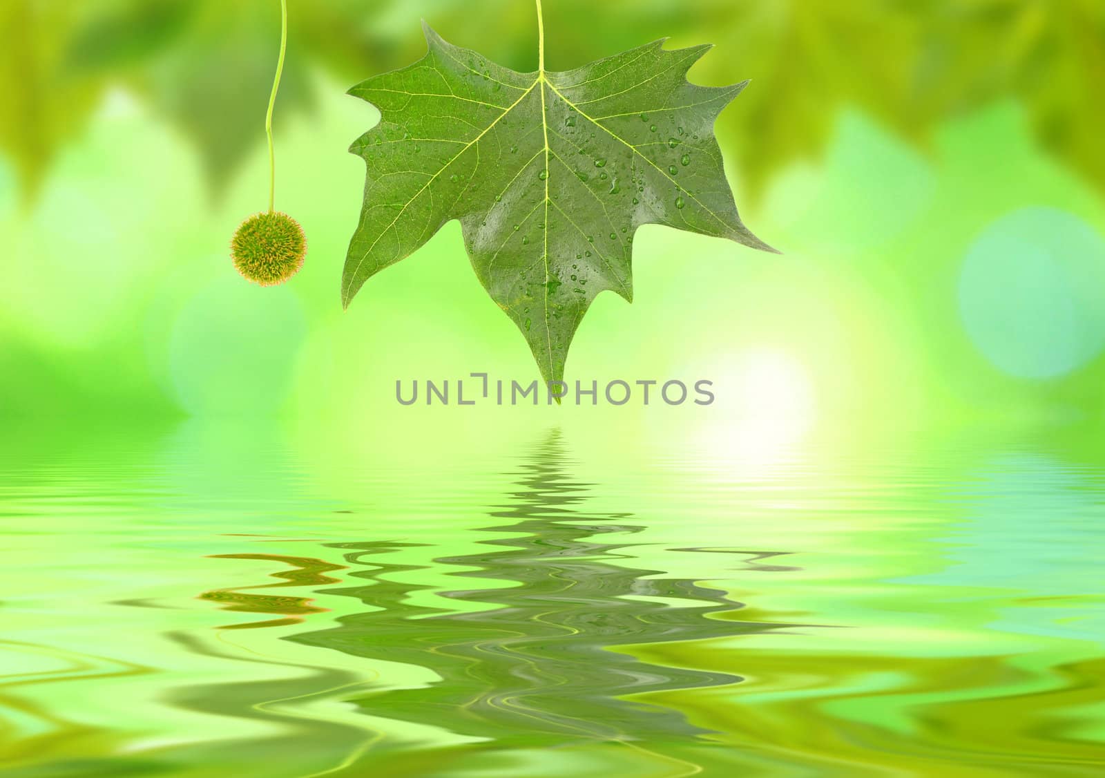 Beautiful green leaves in spring with reflection by juweber