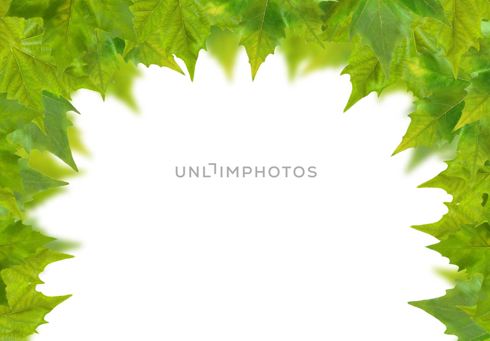 Beautiful green leaves in spring isolated on white by juweber