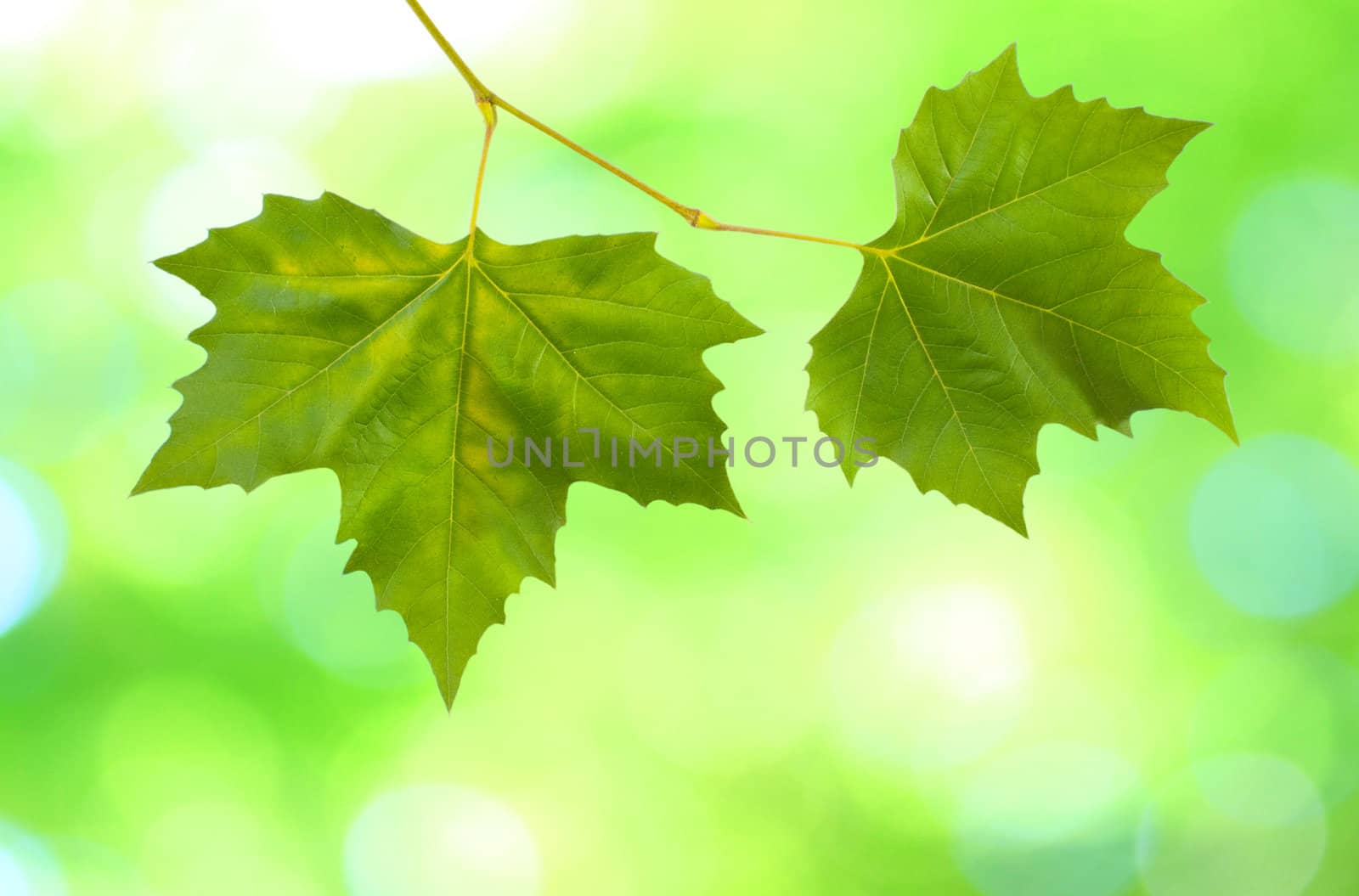 Beautiful green leaves with green background in spring by juweber