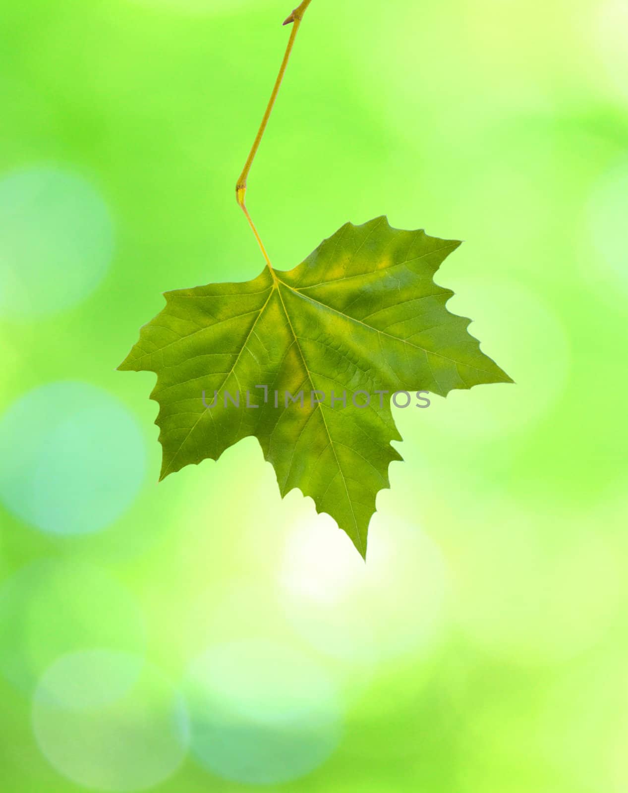 Beautiful green leaves with green background in spring by juweber