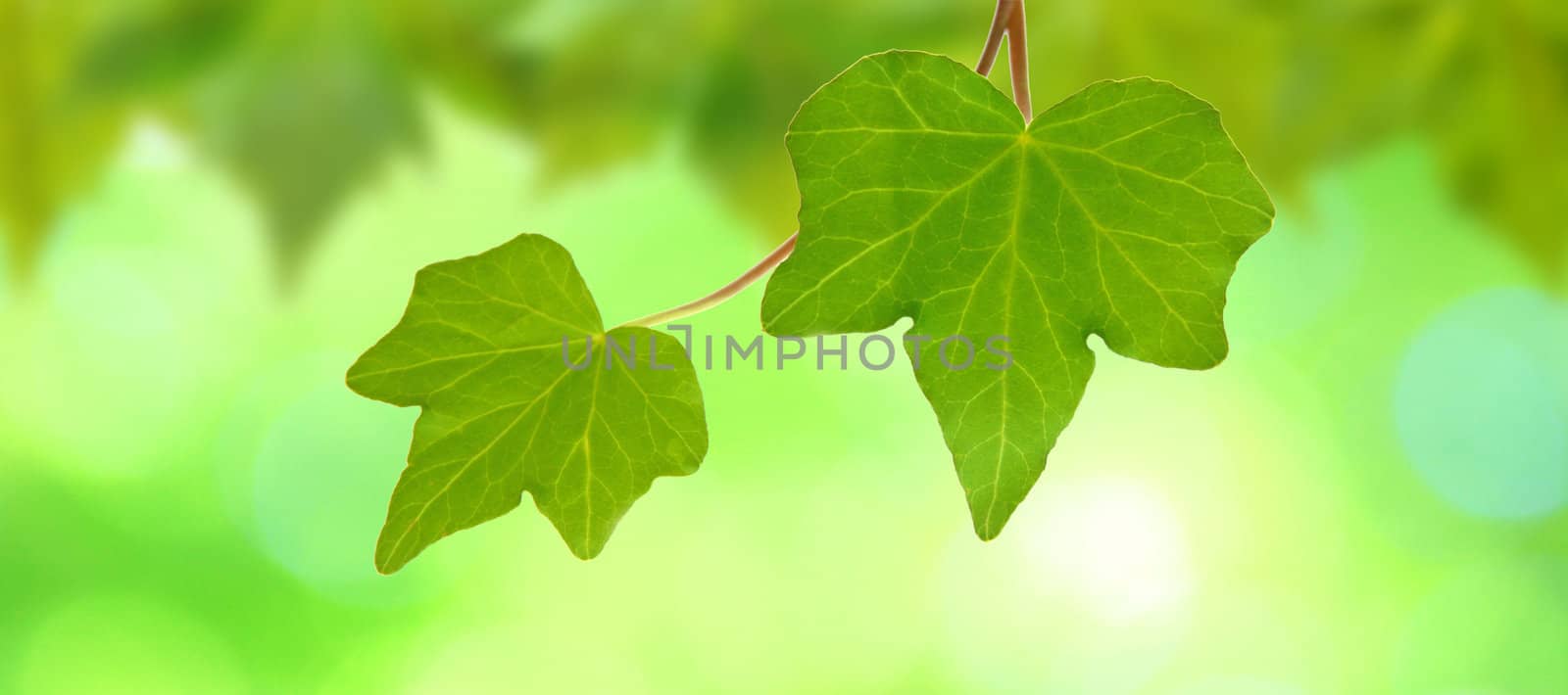 Beautiful green leaves with green background in spring