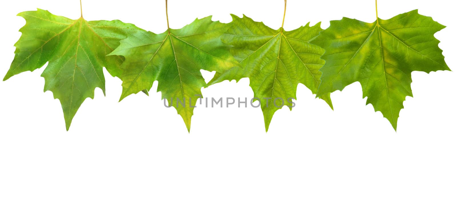 Beautiful green leaves in spring isolated on white