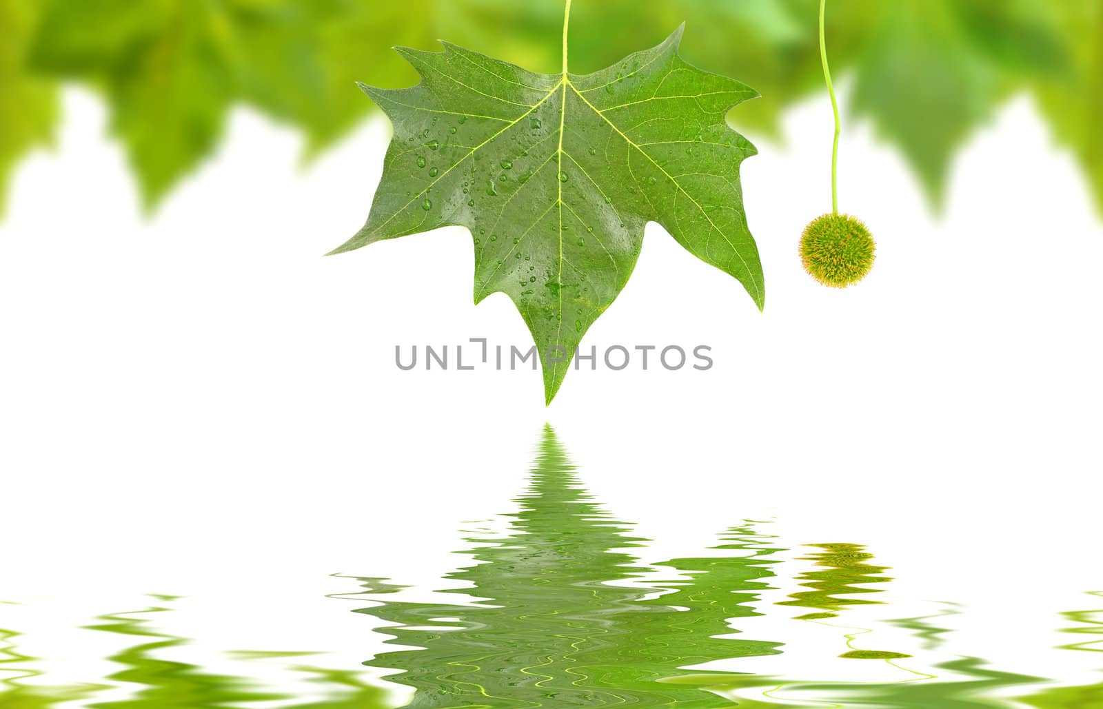 Beautiful green leaves in spring isolated on white