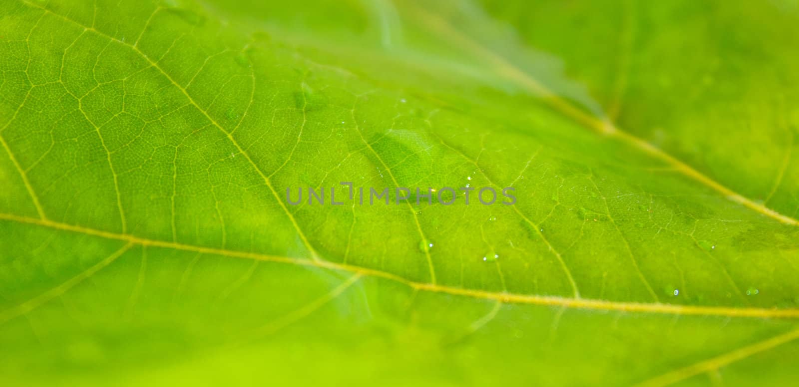 Beautiful green leaves with green background in spring by juweber