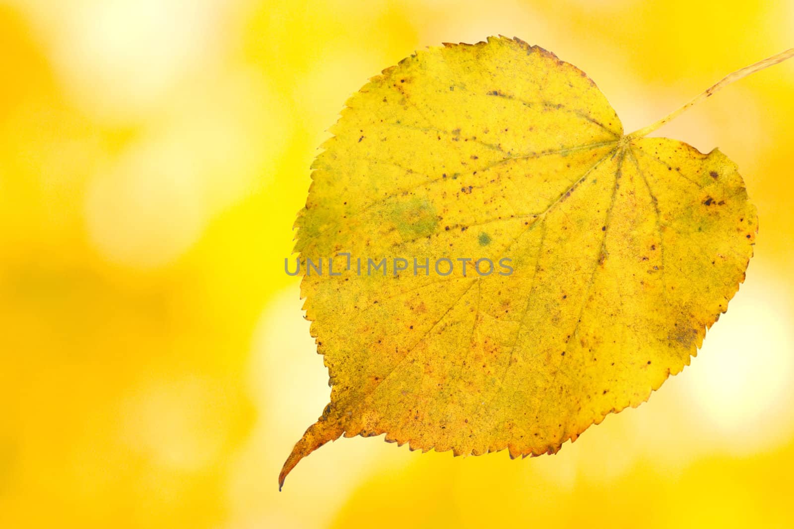 Beautiful leaves in autumn by juweber