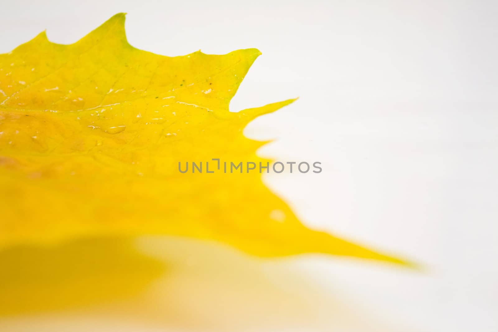 Beautiful golden leaves in autumn