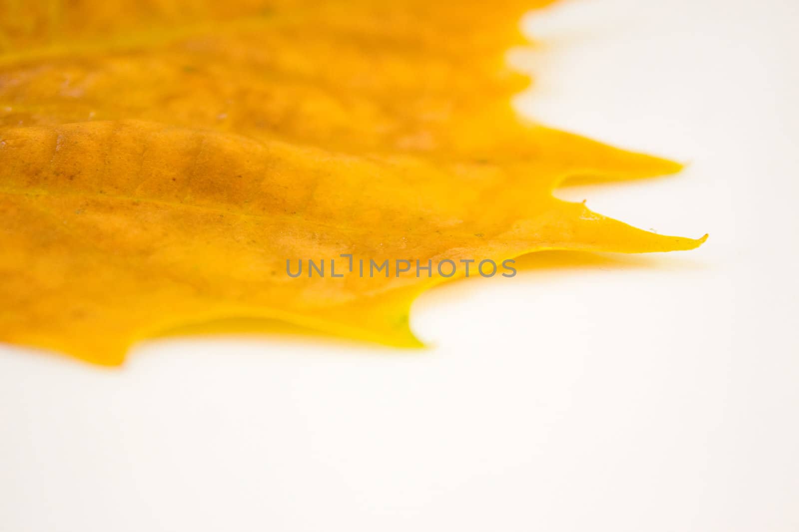 Beautiful golden leaves in autumn by juweber