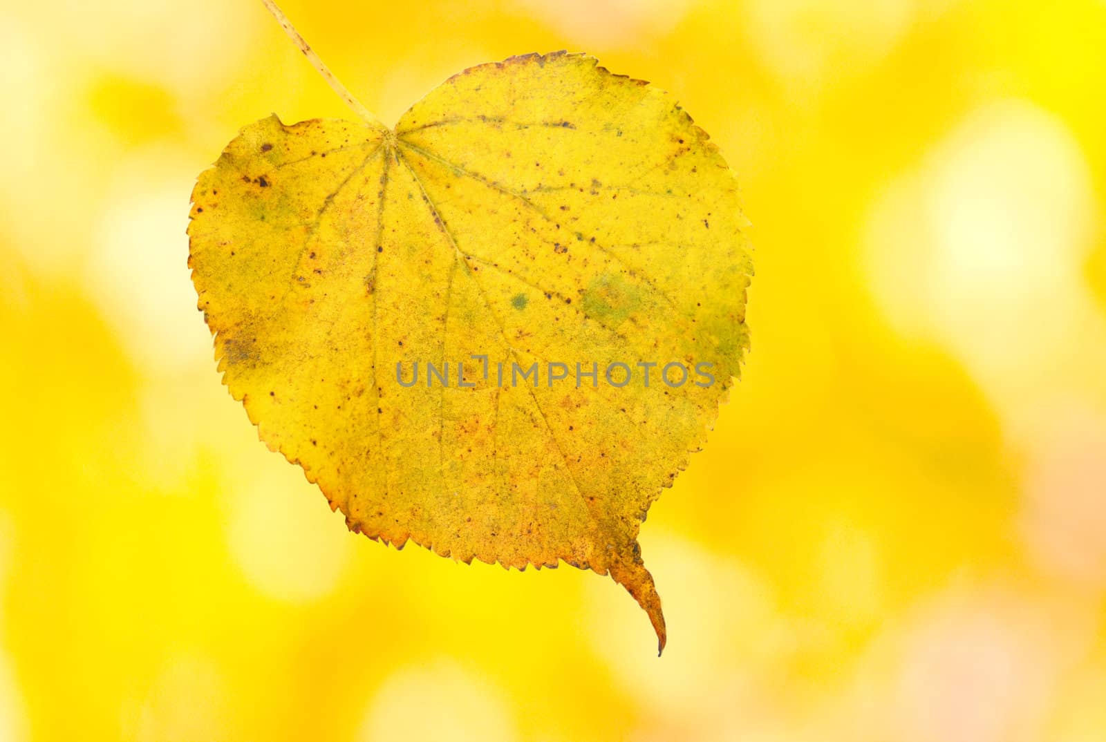 Beautiful golden leaves in autumn by juweber