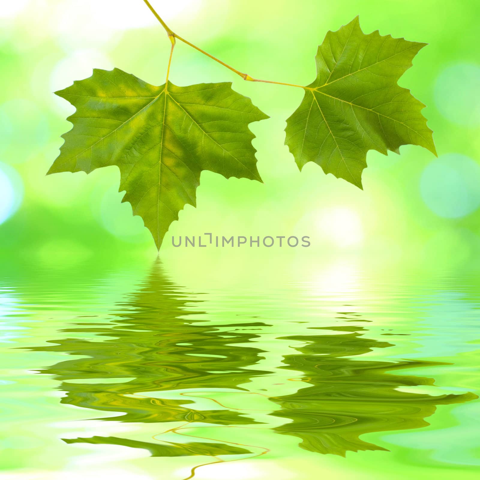 Beautiful green leaves in spring with reflection
