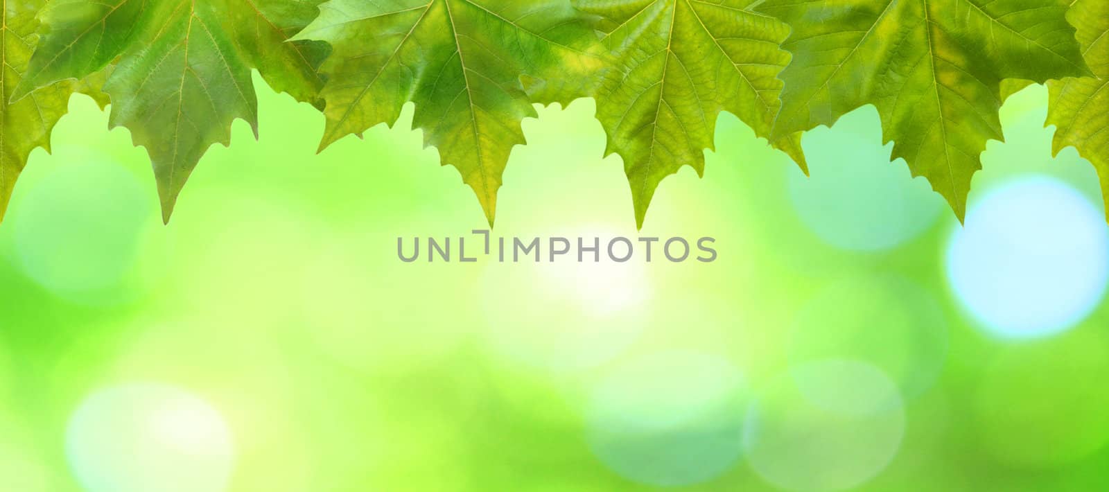 Beautiful green leaves with green background in spring by juweber