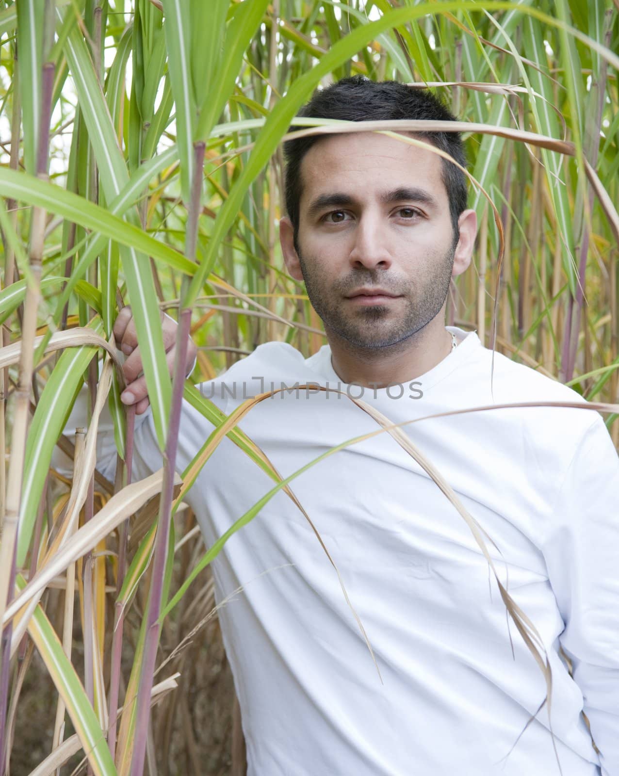 Man standing in a crop of bamboo.