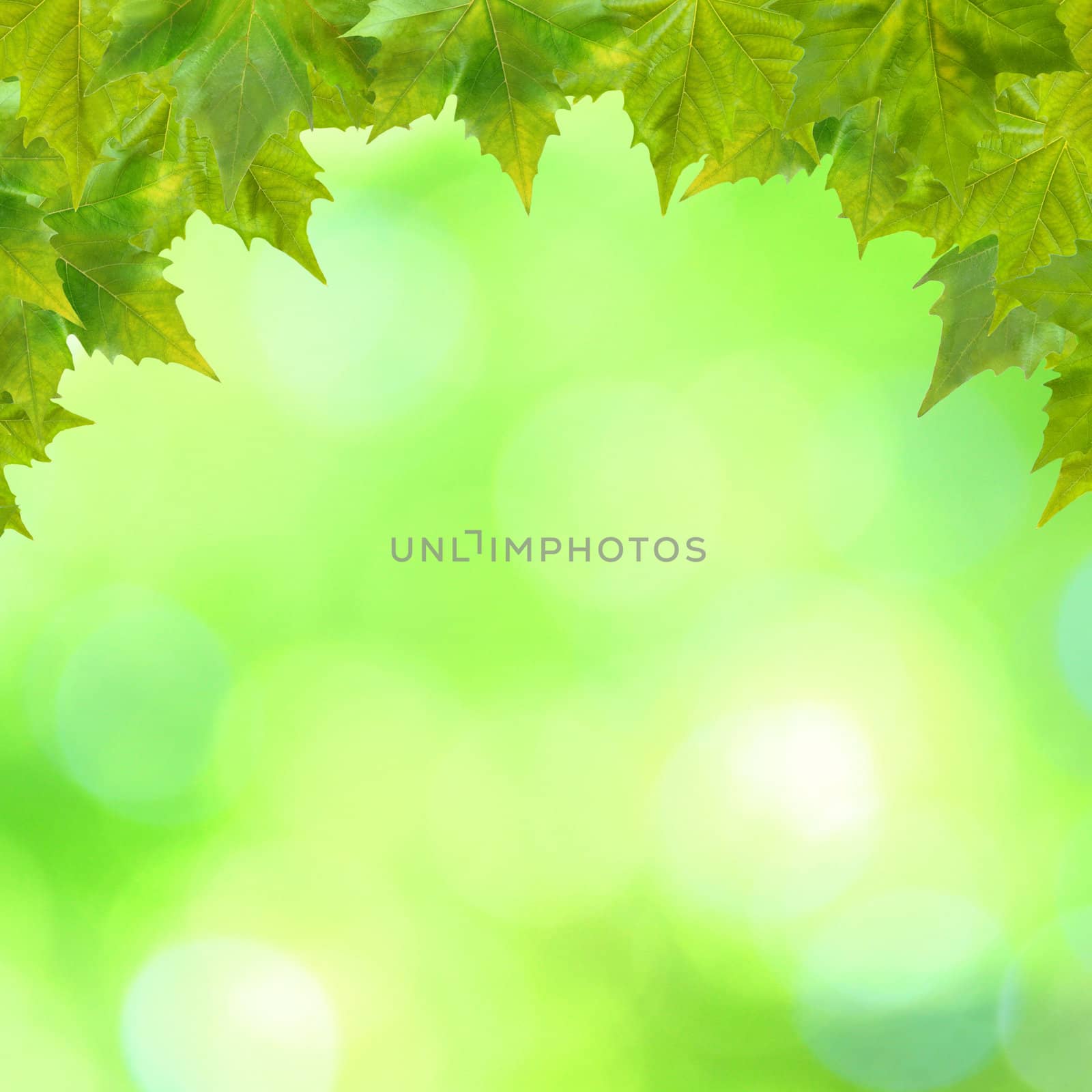 Beautiful green leaves with green background in spring by juweber