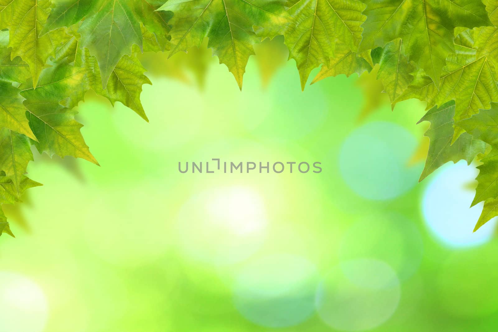 Beautiful green leaves with green background in spring by juweber