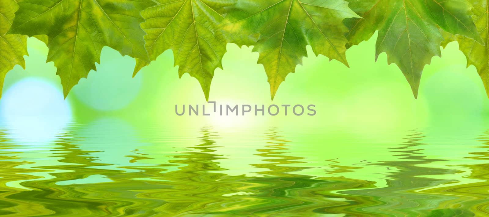 Beautiful green leaves in spring with reflection