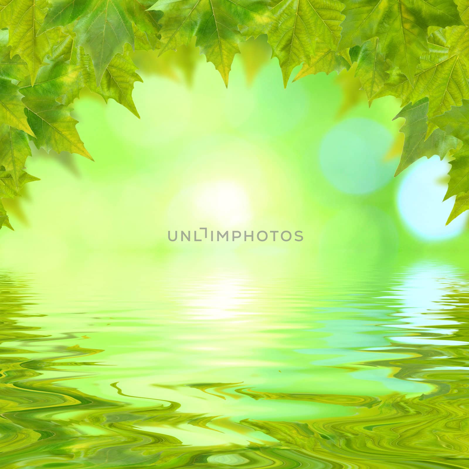 Beautiful green leaves in spring with reflection