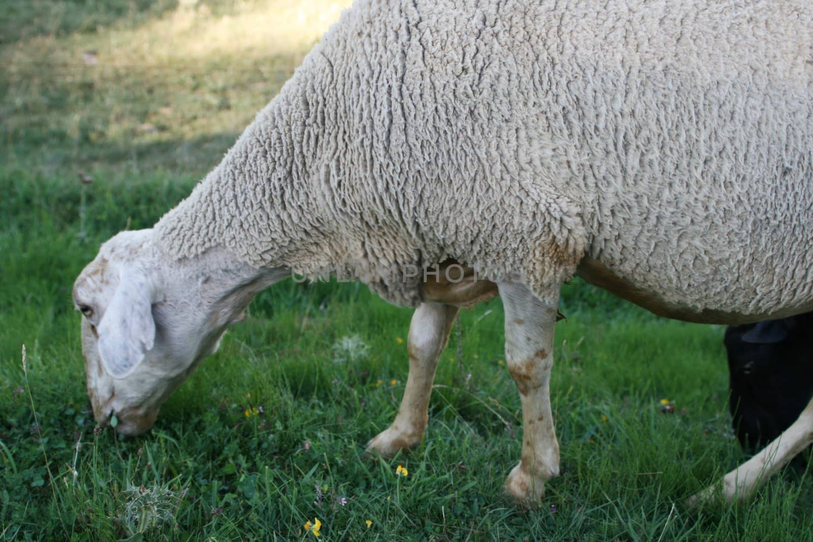 sheep in field