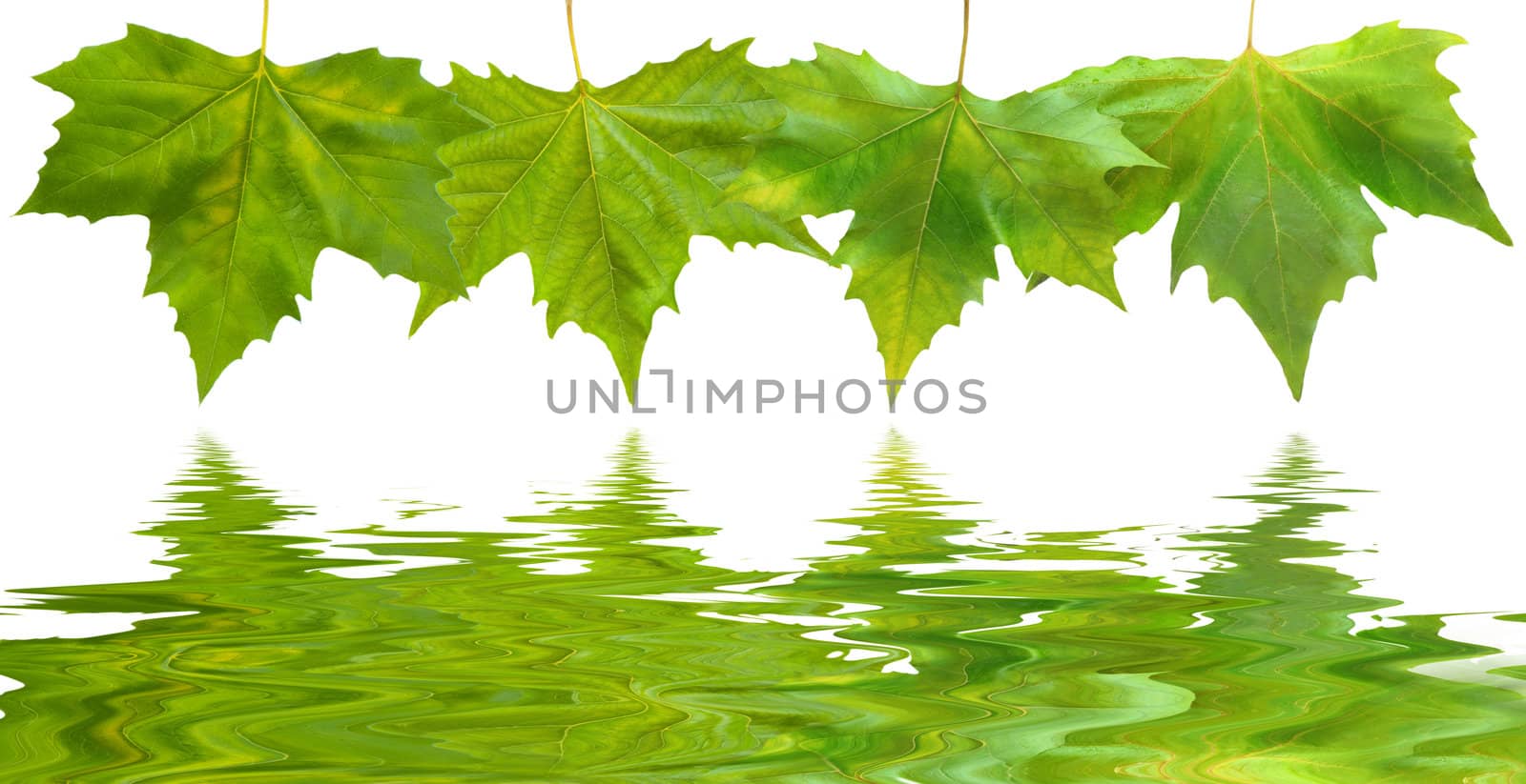 Beautiful green leaves in spring isolated on white by juweber