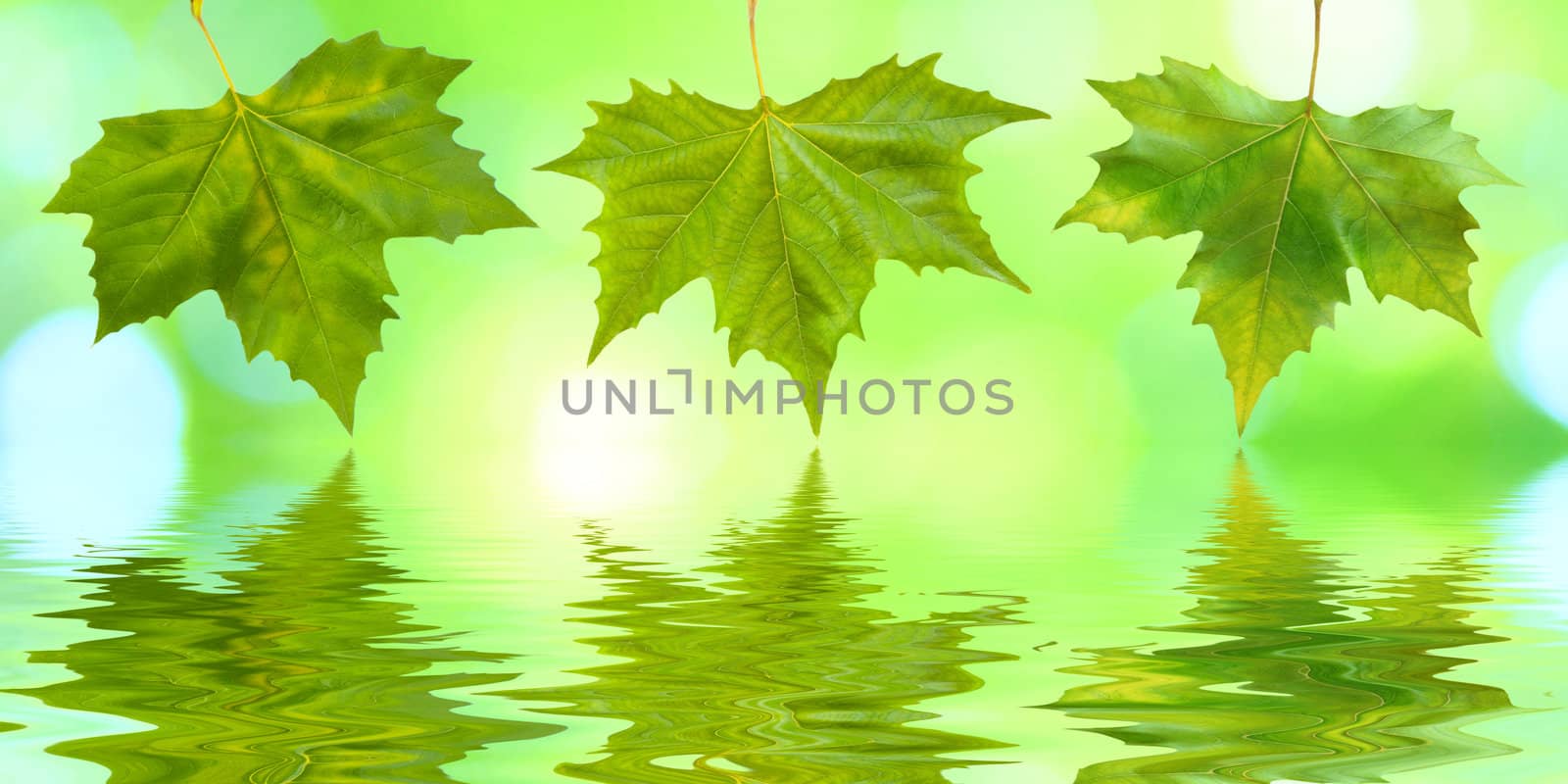 Beautiful green leaves in spring with reflection