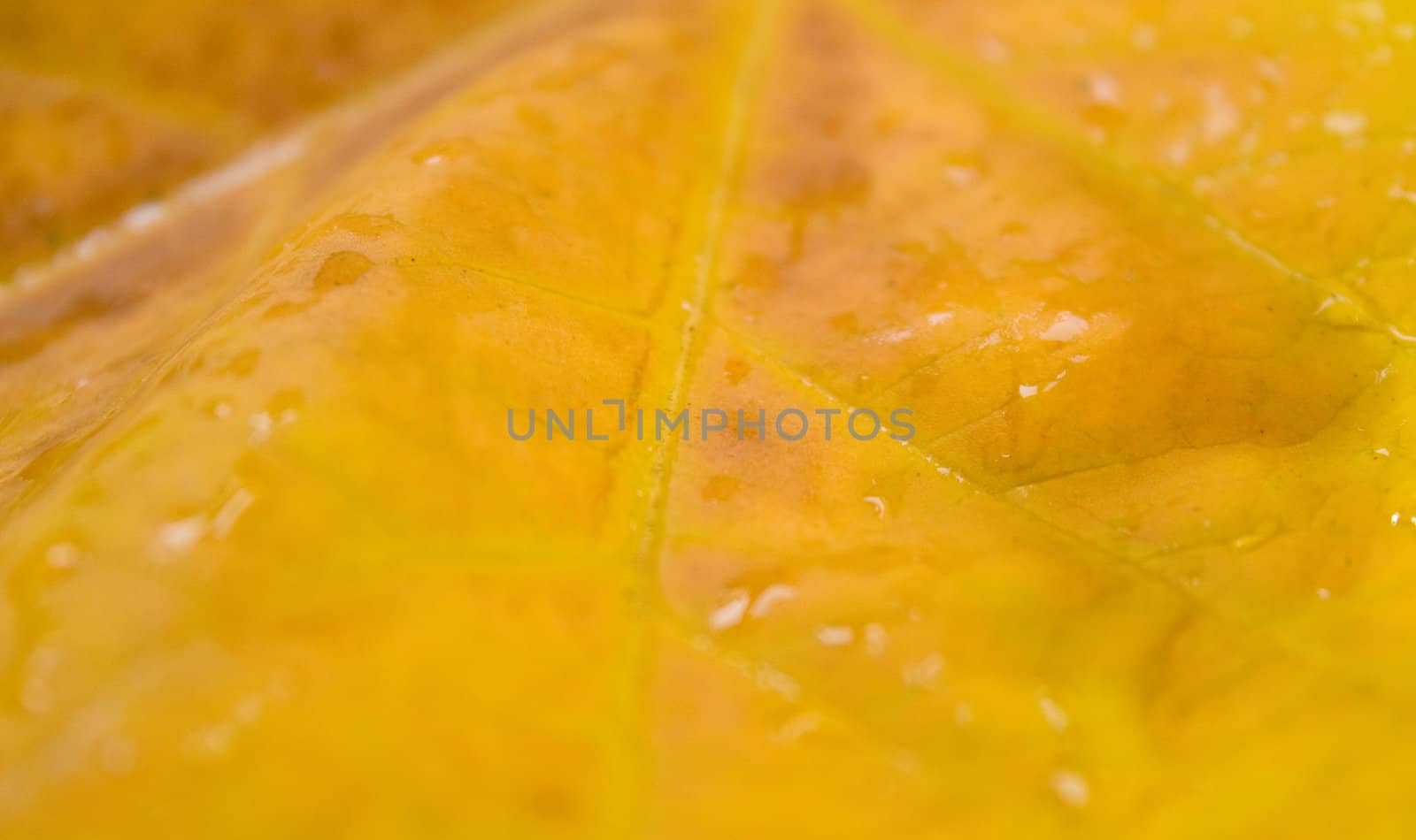 Beautiful leaves in autumn