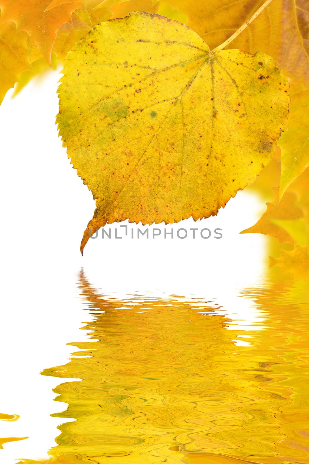 Beautiful golden leaves in autumn