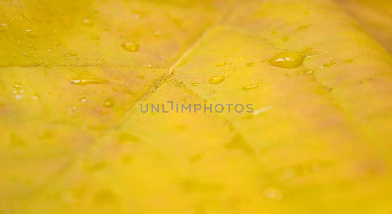 Beautiful leaves in autumn by juweber