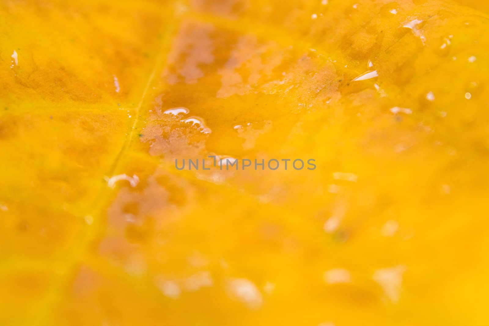 Beautiful leaves in autumn by juweber