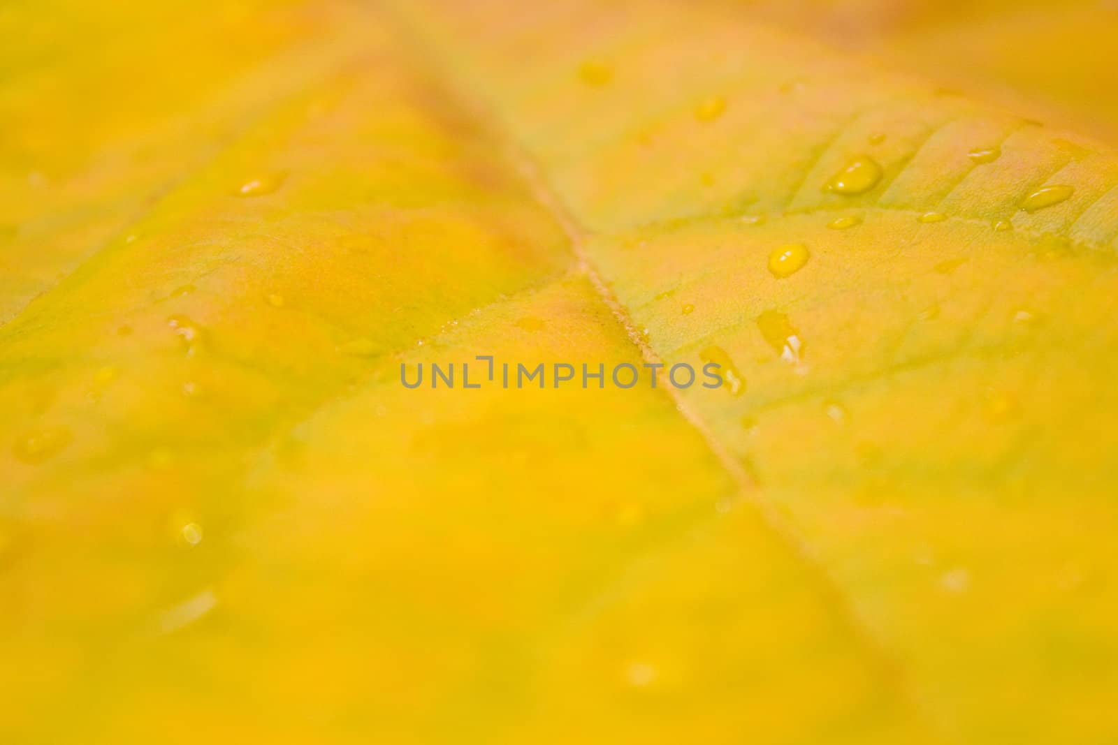 Beautiful leaves in autumn