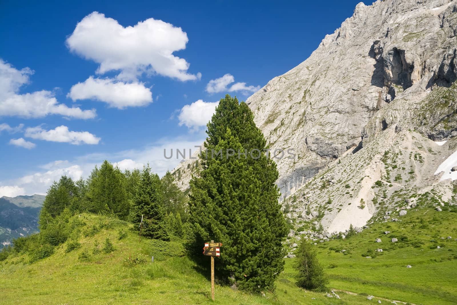 beautiful panorama in italian Dolomites with green meadow pine trees and mountain peek on background
