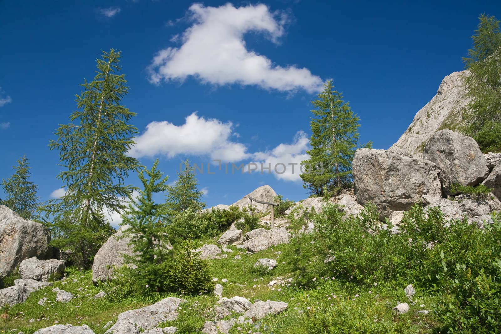 beautiful panorama in italian Dolomites with green meadow pine trees and rocks