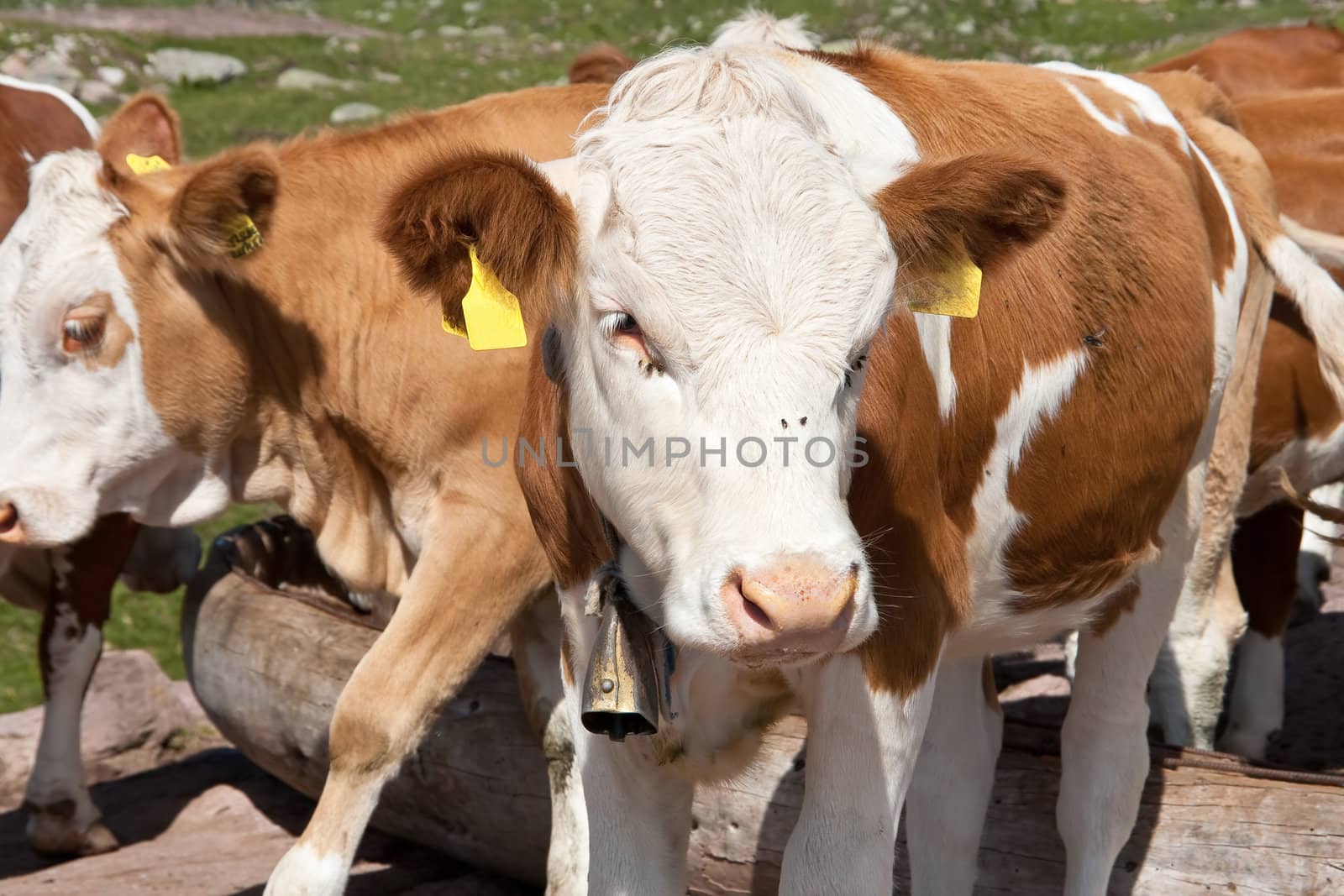 detail of a cow on a high pasture in Italian Alps